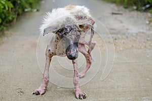 Scabies dog photo