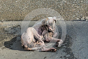Scabies dog white fur scratching photo