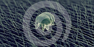 A scabies mite