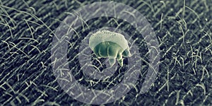 A scabies mite