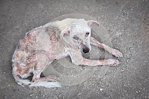 Scabies white dog photo