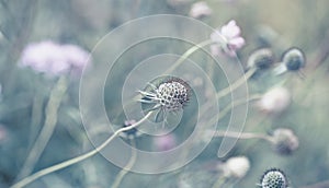 Scabiosa