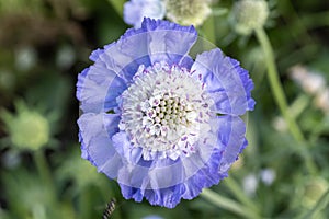 Scabiosa caucasica