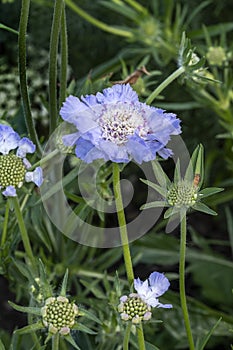 Scabiosa caucasica