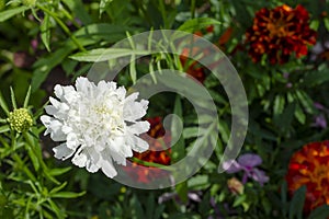 SCABIOSA CAUCASICA in bloom, Caucasian pincushion flower, Caucasian scabious