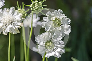 Scabiosa caucasica caucasian pincushion flowers in bloom, scabiosus flowering ornamental plant photo