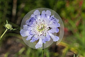 Scabiosa caucasica `Isaac House`