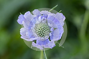 Scabiosa caucasica light blue flowerin plant, beautiful ornamental meadow flowers in bloom