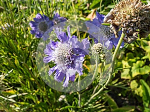 Scabiosa caucasica `Perfecta`. Flowers are lavender to blue with an outer ring of frilly petals and a center cushion with photo