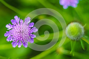 Scabiosa columbaria