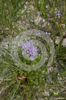 Scabiosa columbaria in bloom