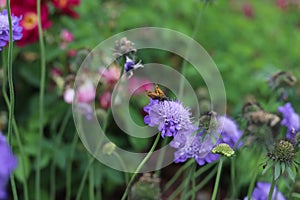 Scabiosa columbaria. Butterfly Blue, Small scabious, perennial herb with dissected leaves.