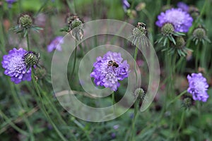 Scabiosa columbaria. Butterfly Blue, Small scabious, perennial herb with dissected leaves. photo