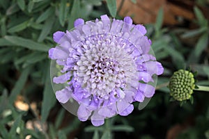 Scabiosa columbaria, Butterfly Blue photo