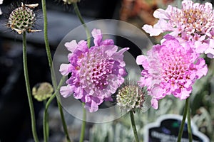 Scabiosa columbaria `Flutter Rose Pink` photo