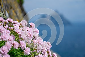 Scabiosa flower on Skellig Michael and little skellig county Kerry Ireland photo