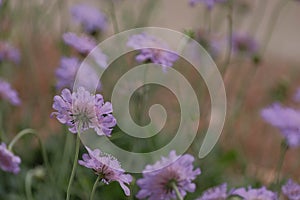 Scabiosa flowers from behind with selective focus