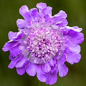 Scabiosa fully flowering, attracts insects