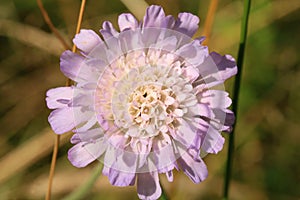 Scabiosa growing in a wild meadow.