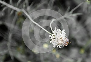 Scabiosa ochroleuca