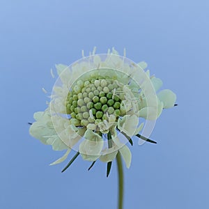 Scabiosa ochroleuca