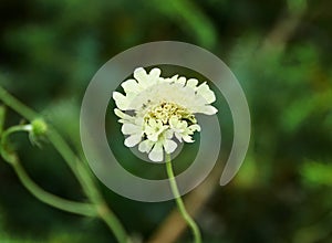 Scabiosa ochroleuca flowering plants