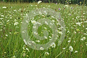 Scabiosa ochroleuca grows in nature