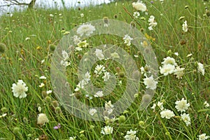 Scabiosa ochroleuca grows in nature