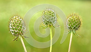 Scabiosa ochroleuca grows in nature