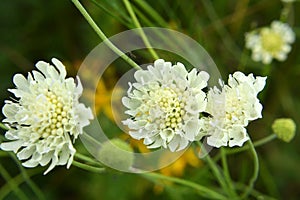 Scabiosa ochroleuca grows in nature photo