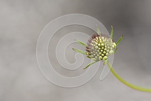 Scabiosa (Pincushion Flower) Pre Bloom