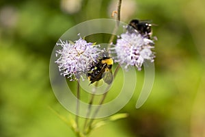 Scabiosa pink flower with bumblebee feeding and blurred plants with flowers in the background