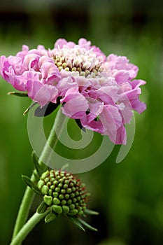 Macro of Scabiosa \'Pink Mist\' in Profile photo