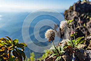 Scabiosa siamensis craib