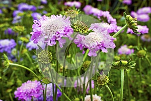 Scabious.