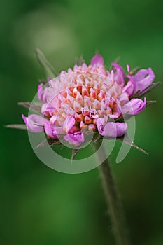 Scabious almost in bloom