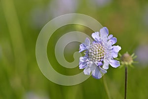 Scabious blooming in spring