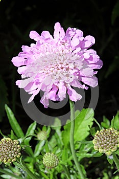 Scabious `Kingfisher Blue`