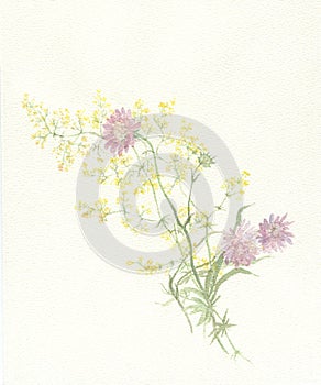 Scabious watercolor painting