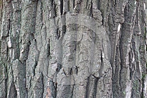 Scabrous grey bark of black poplar