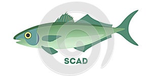 Scad fish. Marine food. Idea of fishing