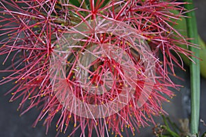 Scadoxus - blood flower, powder puff lilly