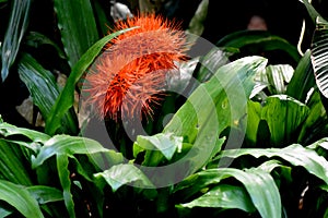 Scadoxus, fireball lily or blood lily, brilliantly colored flo