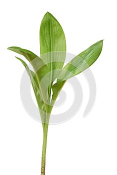 Scadoxus leaves isolated on white background