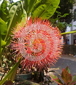 Scadoxus multiflorus Beautiful flowering plants