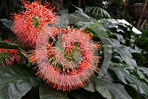 Scadoxus multiflorus or Blood Lily 