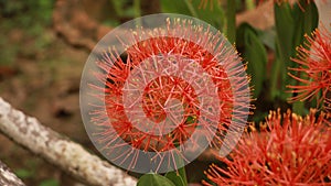 Scadoxus multiflorus or blood lily in bangladesh botanical garden from nh mahfuz photography