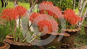 Scadoxus multiflorus or blood lily in bangladesh botanical garden from nh mahfuz photography