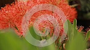 Scadoxus multiflorus or blood lily in bangladesh botanical garden from nh mahfuz photography