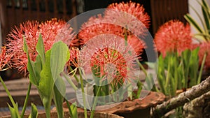 Scadoxus multiflorus or blood lily in bangladesh botanical garden from nh mahfuz photography